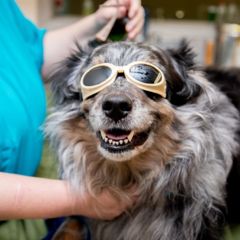 Cold Laser Therapy, Beacon Veterinarians